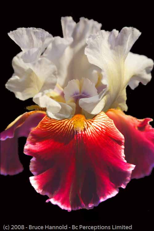 RED AND WHITE IRIS
